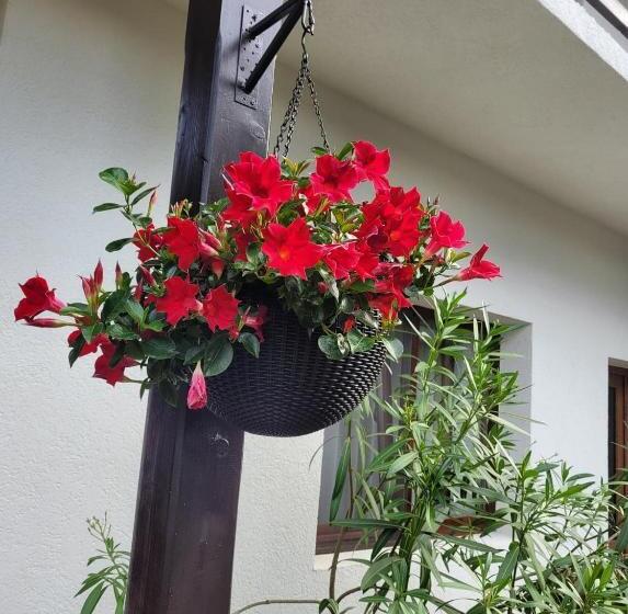 膳宿费 Casa Floare De Colt