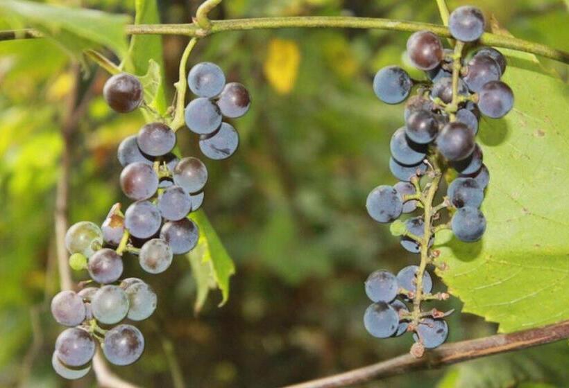 پانسیون Guest House Elena