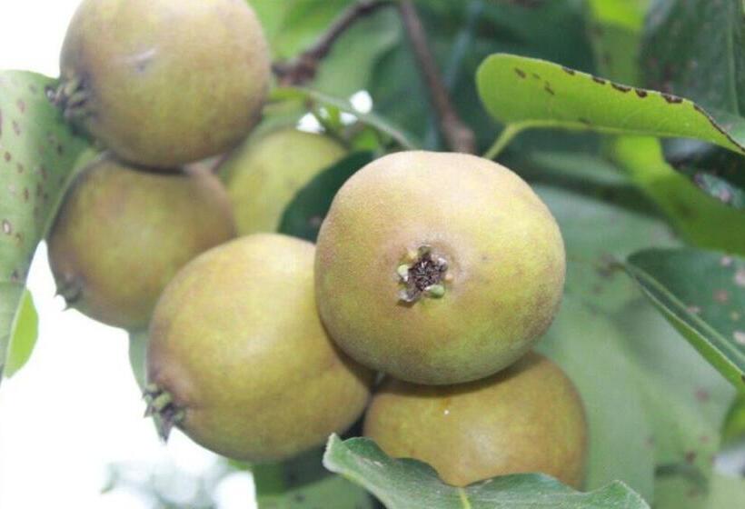 پانسیون Guest House Elena