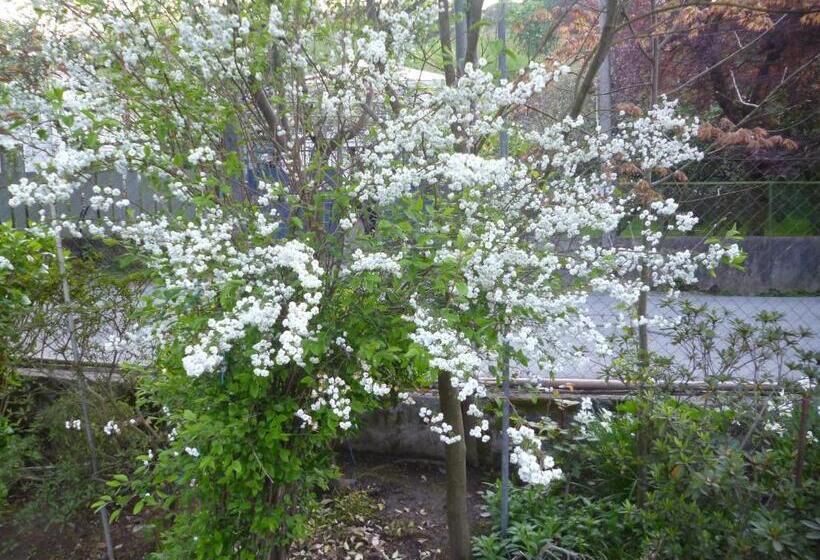 پانسیون Guest House Elena