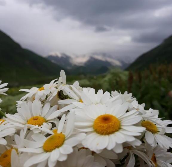 پانسیون Maxvshi