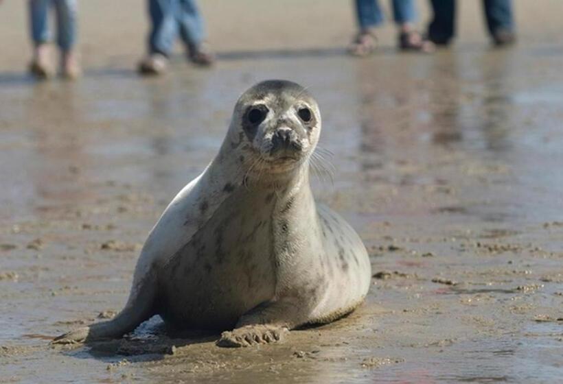 Appartementenhotel Tjermelân Terschelling