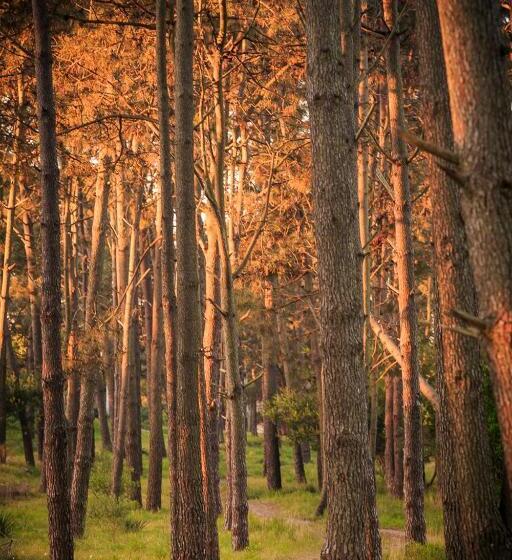 Bed and Breakfast El Bambu