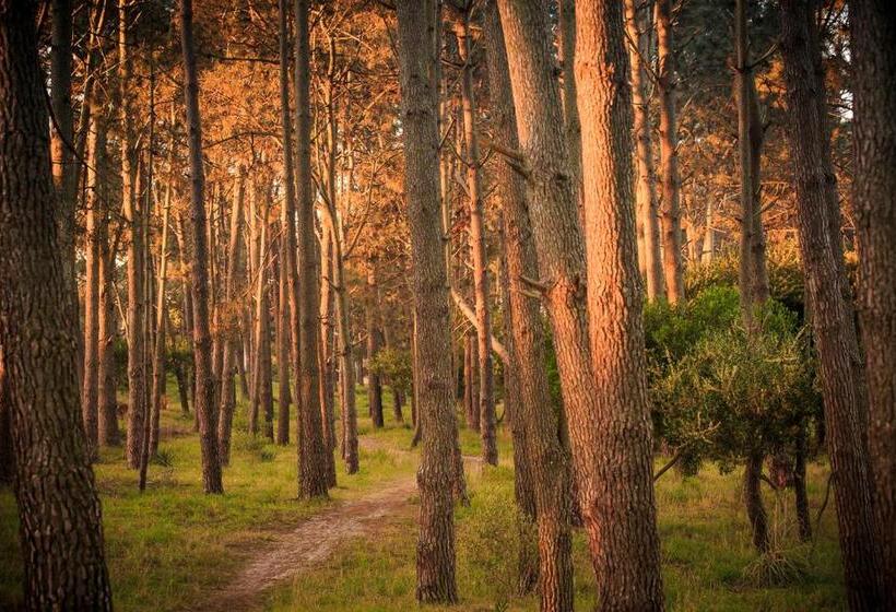 Bed and Breakfast El Bambu