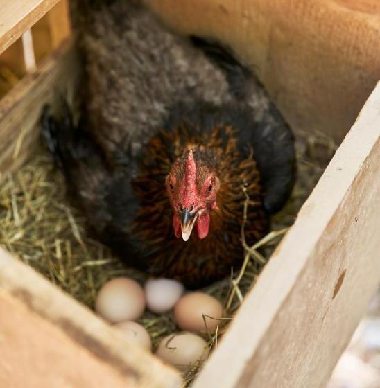 בית מלון כפרי Al Canton Agriturismo Di Design