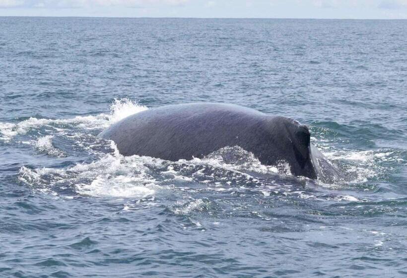 Отель Costa Choco