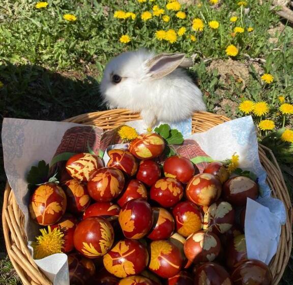 膳宿费 Floare De Maramures 1