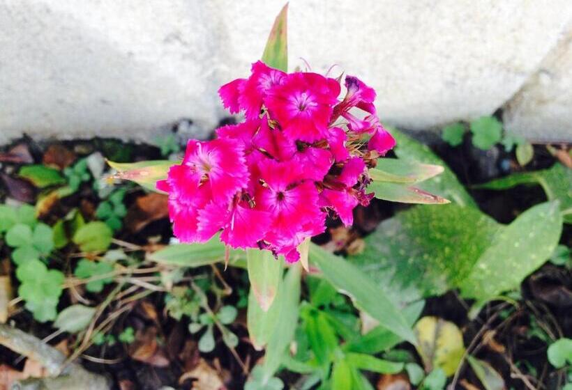 پانسیون Guest House Maxim