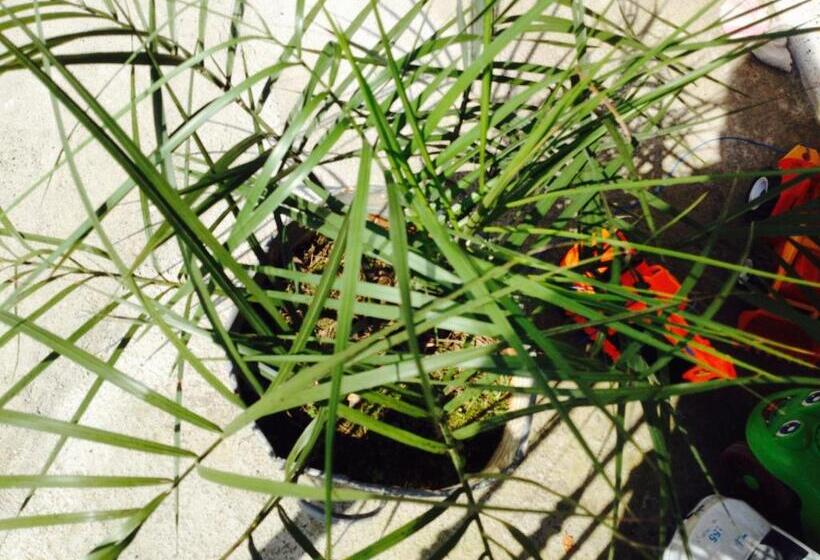 پانسیون Guest House Maxim