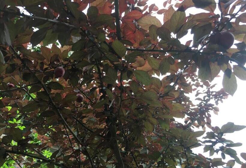 پانسیون Guest House Maxim