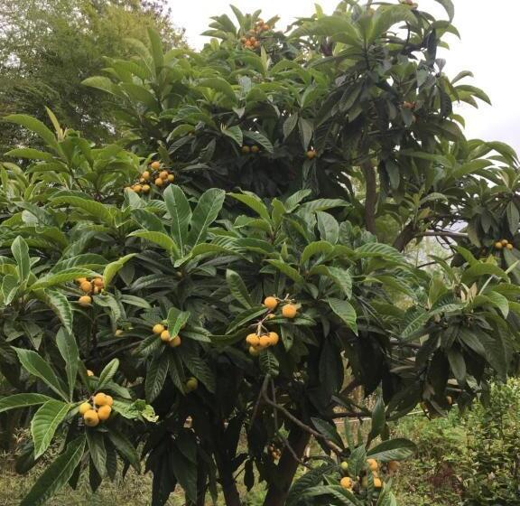 پانسیون Guest House Maxim