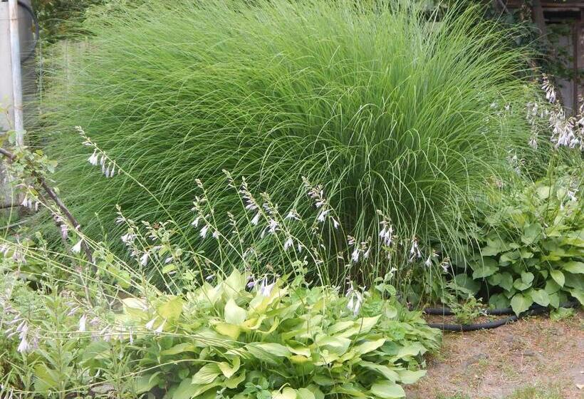 پانسیون Savanna House Jvari