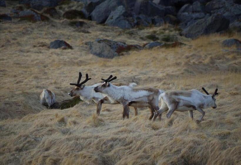 پانسیون Saxa Guesthouse