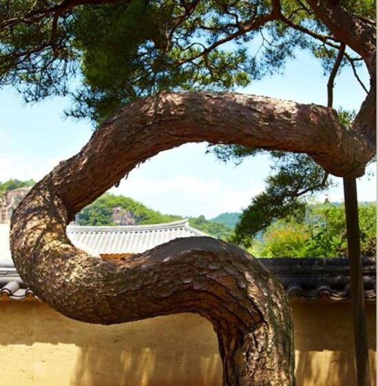 צימר Bukchondaek