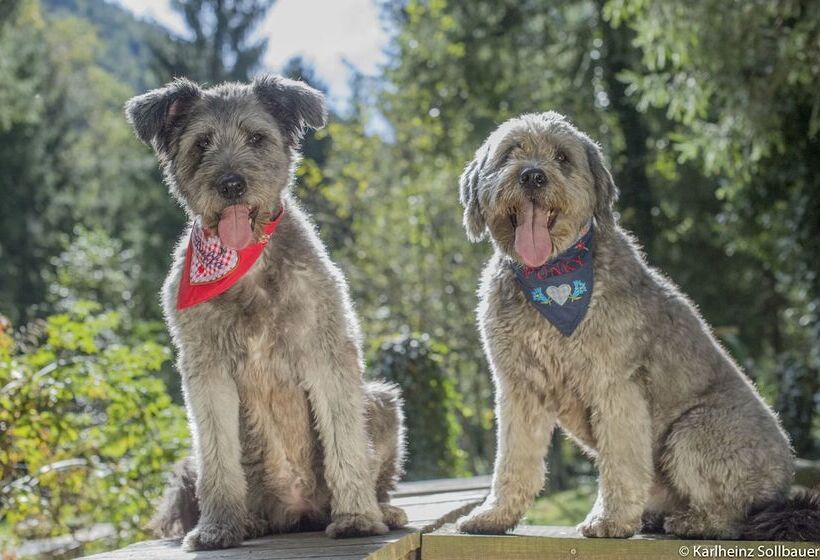 Отель Mair Am Ort