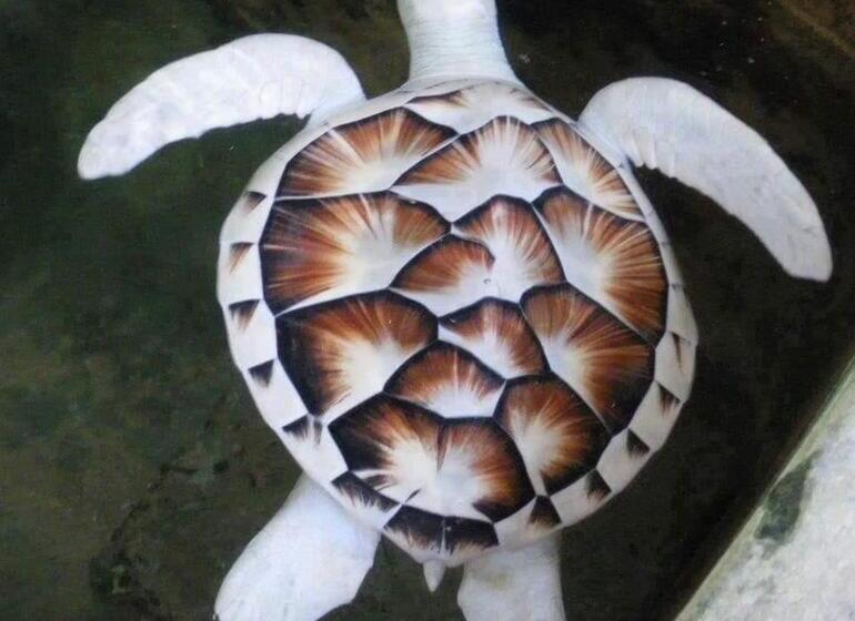 Отель Turtle Paradise Villa