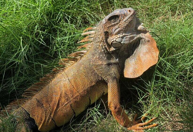 پانسیون Canoaoasis