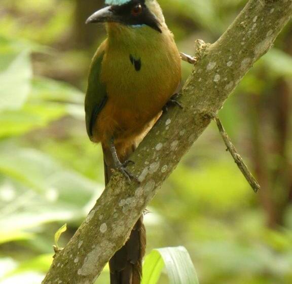 پانسیون Canoaoasis