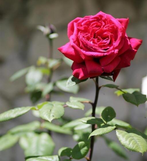 Bed and Breakfast Terre D'espérance