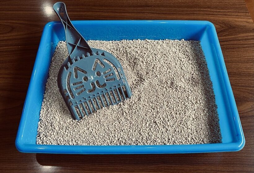 Отель San Lucas