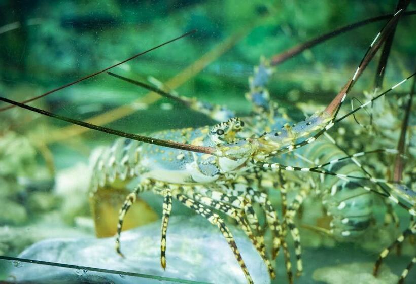 מוטל Pertama Lodge