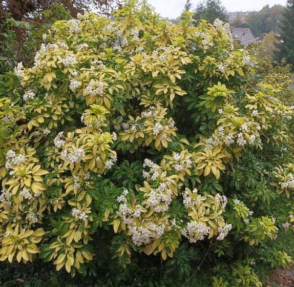 بنسيون Manoir De Bolbec