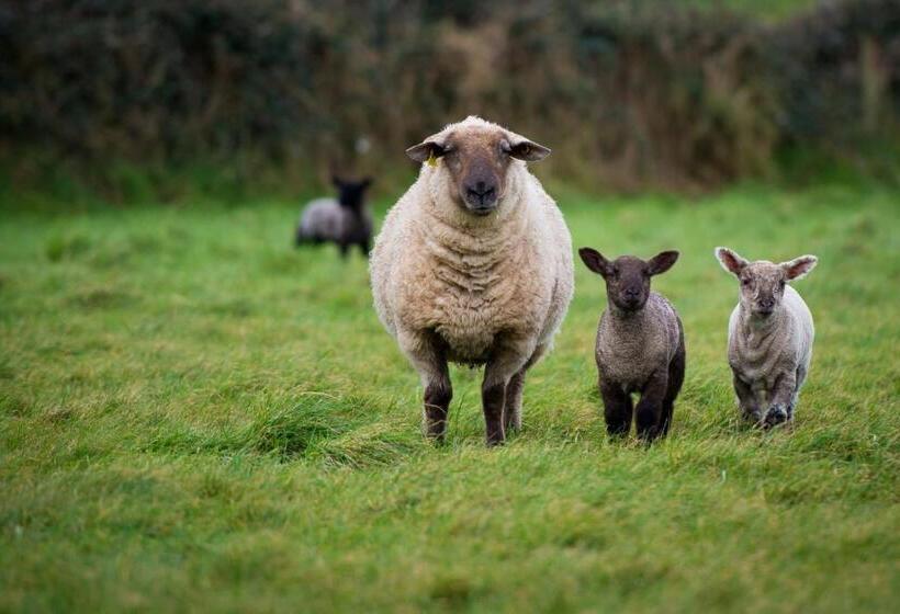 مبيت وإفطار Sheedy's Doolin