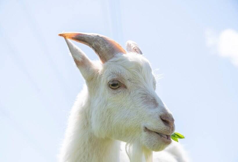 فندق Margo S Garden Farmstay, Kiroro