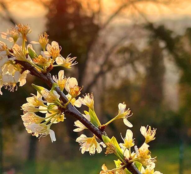 צימר La Volpaia 1521