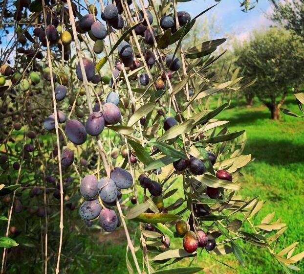 צימר La Volpaia 1521