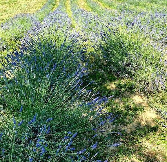 צימר La Volpaia 1521