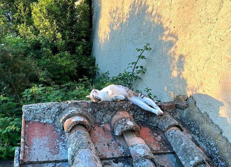 צימר La Volpaia 1521