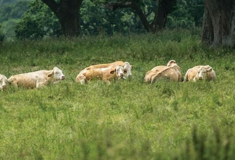 住宿加早餐 The Walhampton Arms