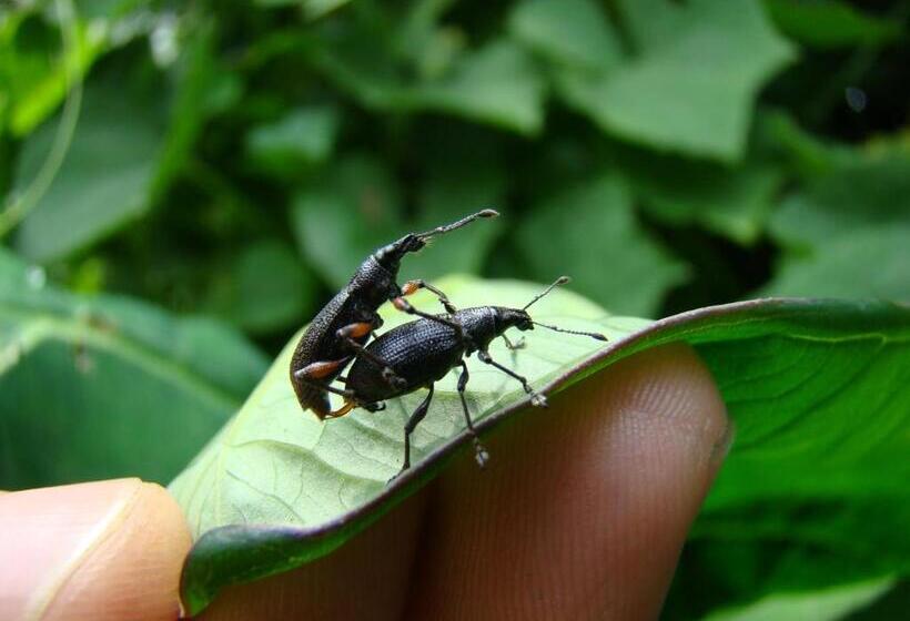 مبيت وإفطار Horquetas River Lodge