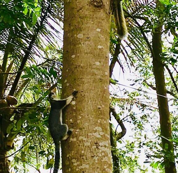 Отель Bangalawa Resort