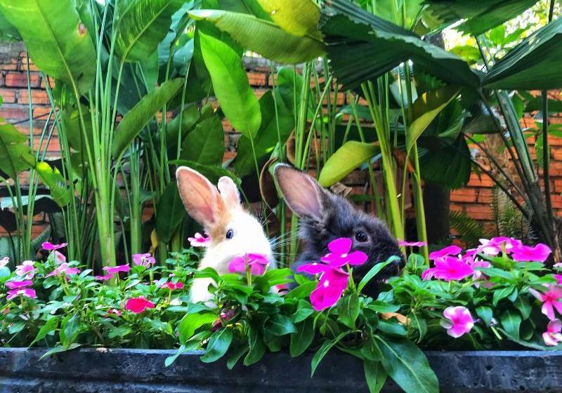 پانسیون Ella S Villa Siem Reap