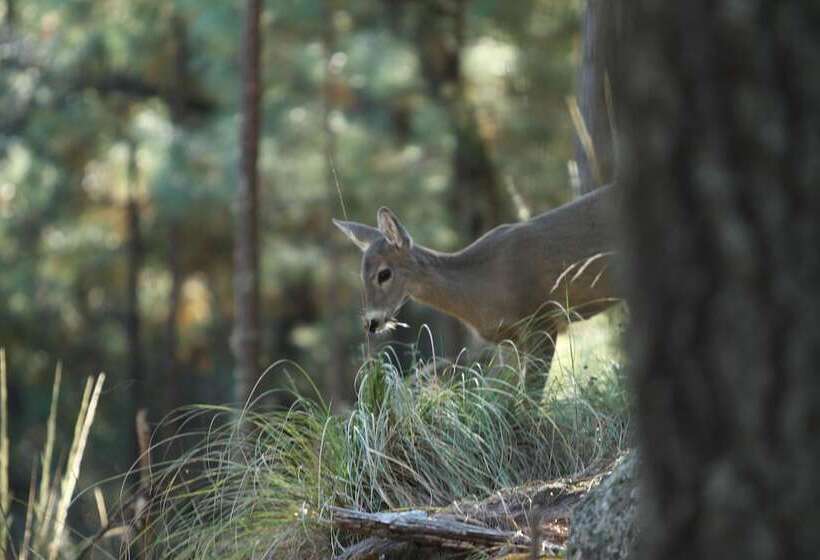 בית מלון כפרי Molinillos Mountain Resort