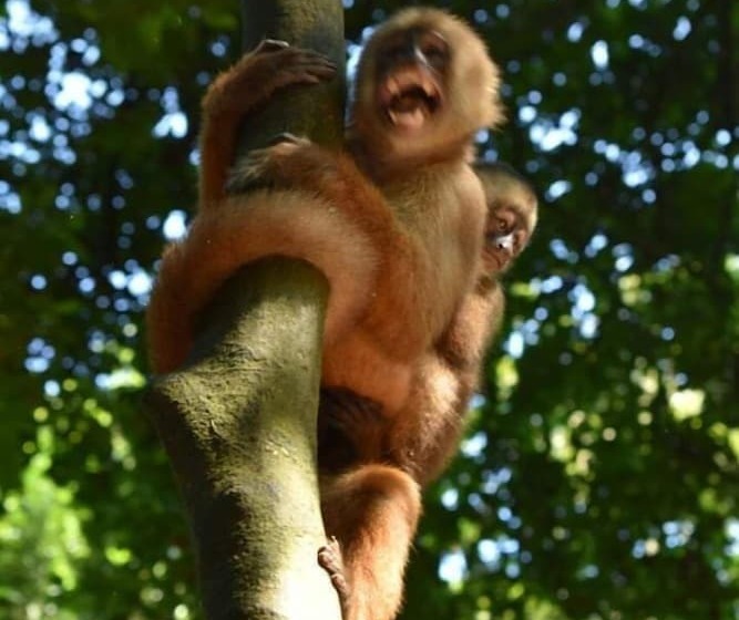 ユースホステル Wimba Jungle Lodge