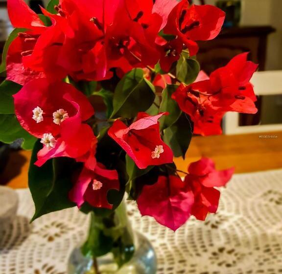 Casa De Arte Citá, Bed And Breakfasts