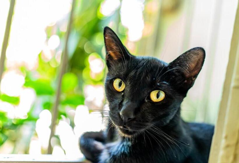 Casa De Arte Citá, Bed And Breakfasts