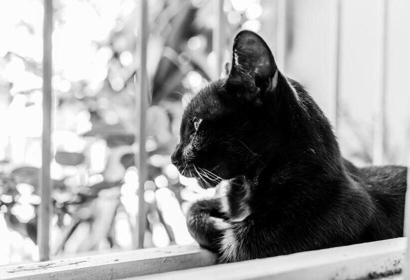 Casa De Arte Citá, Bed And Breakfasts