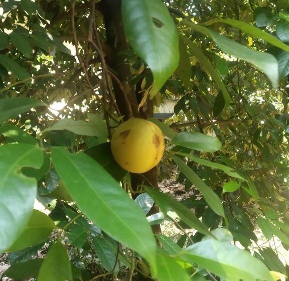 هاستل Back Packers Cochin Villa