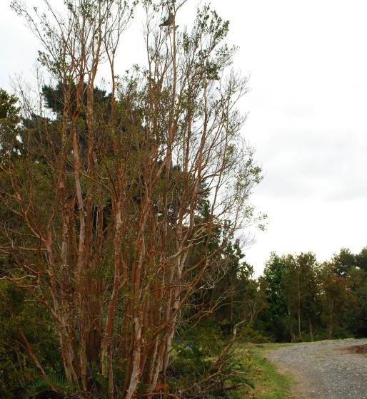 פנסיון Chucao Bosque Y Cabañas
