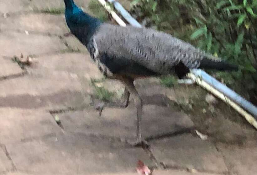 אתר נופש Ayuryogashram Heritage