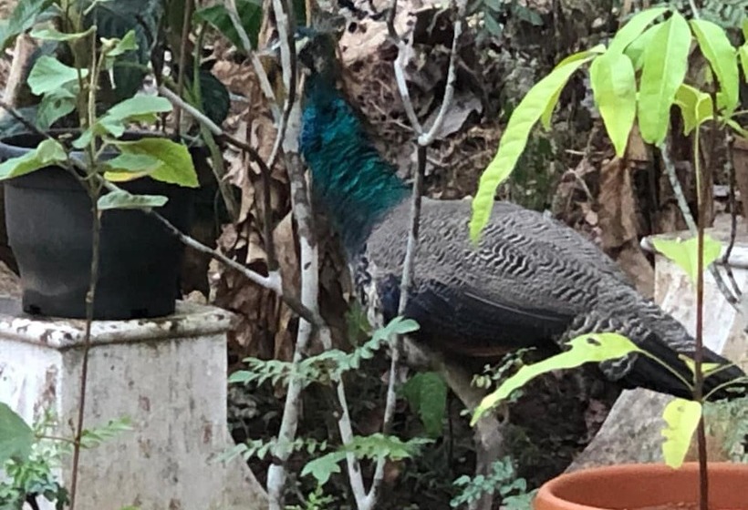 אתר נופש Ayuryogashram Heritage