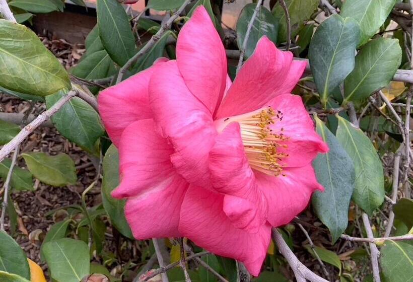 צימר Lodi Hill House