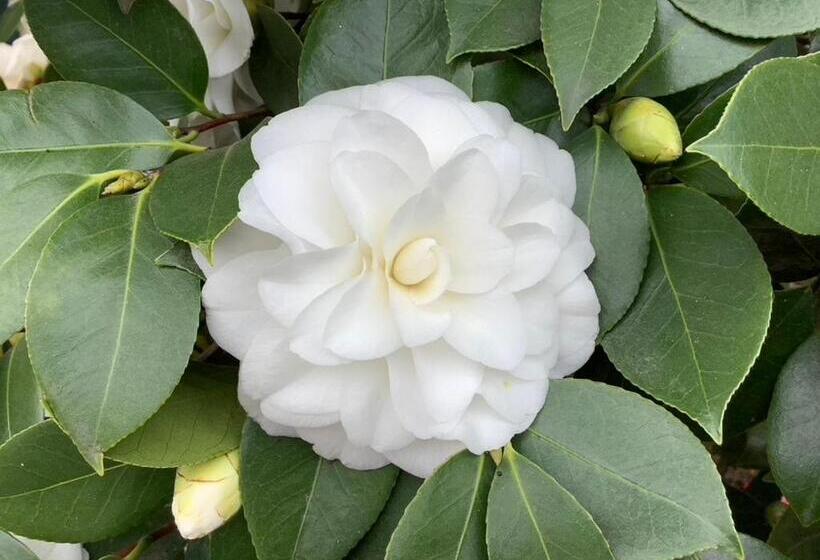 צימר Lodi Hill House