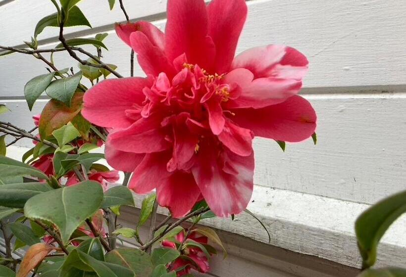 צימר Lodi Hill House