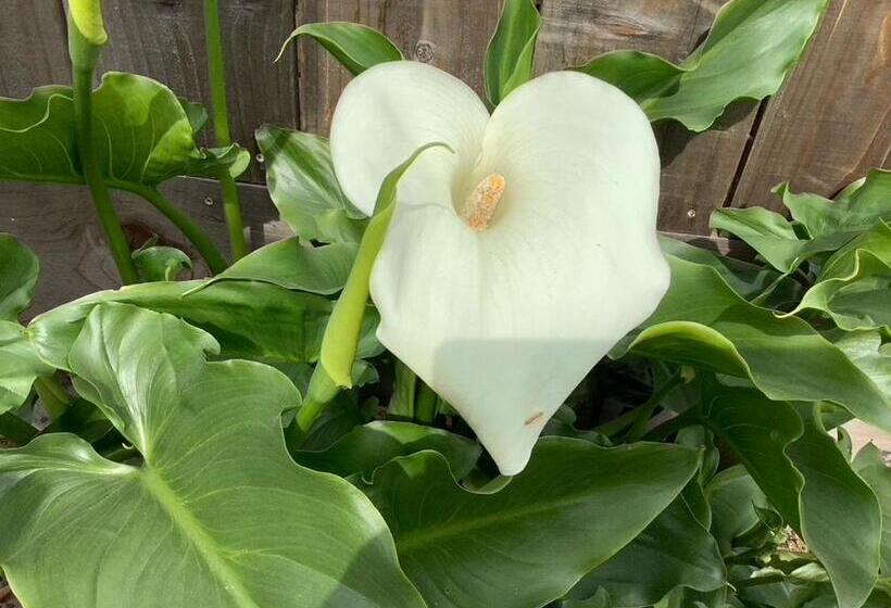 צימר Lodi Hill House