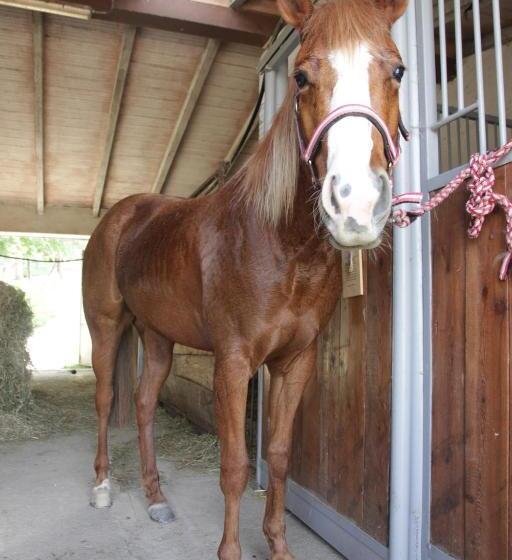 فندق Fattoria Belvedere